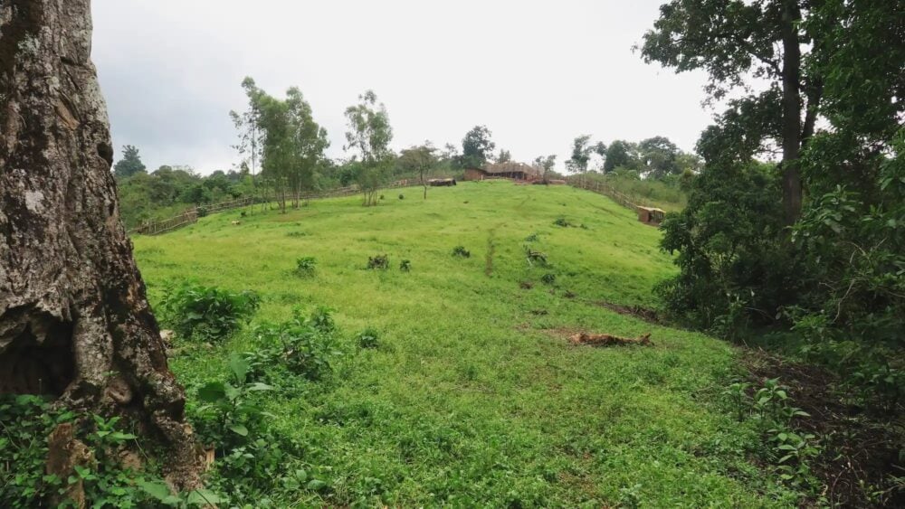 Konga - Ethiopia