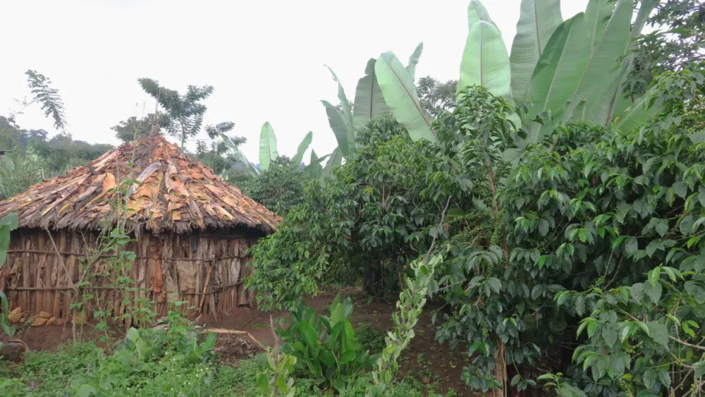 Konga - Ethiopia