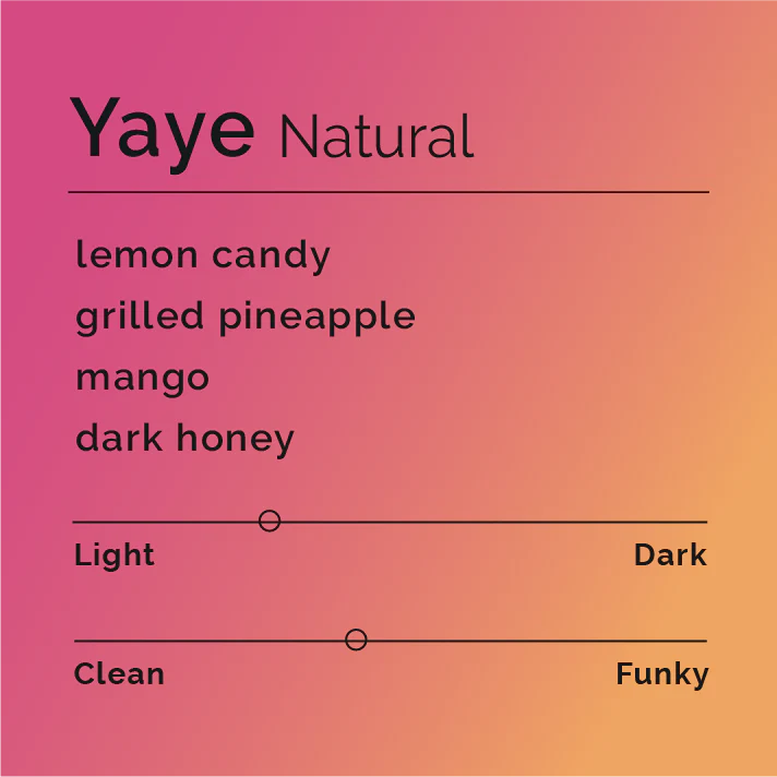 Yaya - Natural - Ethiopia