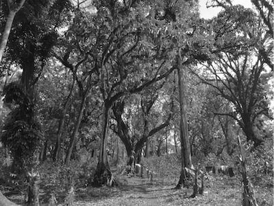Koke SuperNatural - Ethiopia